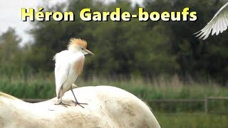 HERON GARDEBOEUFS sur les chevaux [upl. by Stallworth]