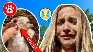 SOMETHING TERRIBLE HAPPENED TO MY DOG TOBY I CRIED SO EMOTIONAL lostdog lillyK [upl. by Acim]