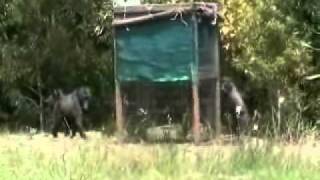 BABOON IN SNAREwmv [upl. by Notsirhc55]