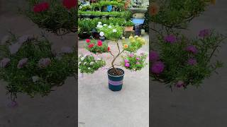 Multi colour flower🌺 plants idea💡केसा लगा मुजे बताना  shorts gardening [upl. by Auburn]