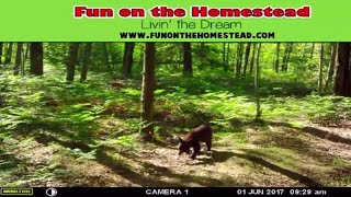 Black Bear in Gladwin Michigan Trail Cam video Northern Michigan [upl. by Eirehs]