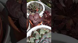 kalanchoe humilis plantsjardin succulentplantsuculentas [upl. by Eta]