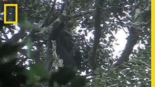 Rare Footage of Extremely Endangered Gorillas  National Geographic [upl. by Nolram]