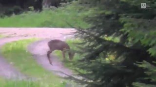 Bockjagd in Thüringen  Roebuck stalking in Thuringia [upl. by Neisa653]