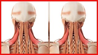 Die Anatomie des Halses Knochen und Knorpel [upl. by Aruasor]