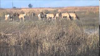 GRIZZLY ISLANDS TULE ELK [upl. by Janey829]