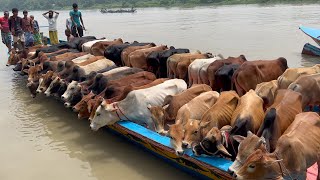 cow unloading cow videos cow video big cow goru hamba cow Ep  319 [upl. by Neirbo902]