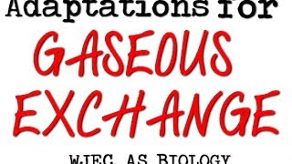 WJEC BIOLOGY AS LEVEL BY2  Adaptions For Gaseous Exchange [upl. by Eterg422]