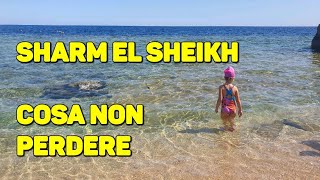 sharm el sheikh 512 marzo 2024 Amphoras Beach [upl. by Annoel]