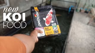 KOI FOOD PELLETS  What Pellets I Feed My Koi [upl. by Atiuqcir]