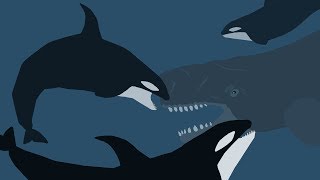 Livyatan vs Killer Whale Pod  PSC [upl. by Nashbar]