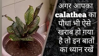 13Calathea Ornata Plant Care CalatheaBest Indoor Plant [upl. by Alaikim]