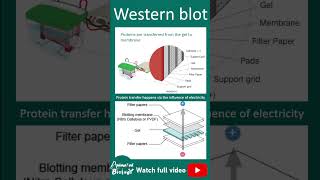 Western blot  1 minute biotechnique [upl. by Yenffad]