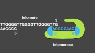 Telomere Replication [upl. by Vaish]