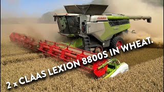 4Kᵁᴴᴰ Harvest 2024 Two of Thurlow Estates Claas Lexion 8800 TT combines harvesting wheat in Cambs [upl. by Elbon]