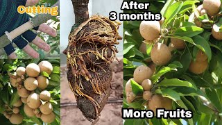 How to Air Layering Sapodilla Tree With 100 Success  Easy for Beginners by NY SOKHOM [upl. by Aisad838]