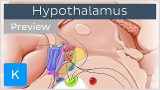 Hypothalamus nuclei and connections preview  Human Anatomy  Kenhub [upl. by Collen]