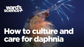 Caring and Culturing for Daphnia [upl. by Amek622]