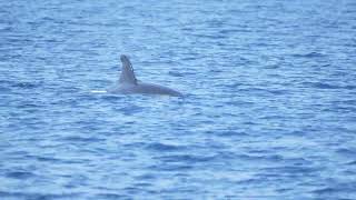 Killer Whales in waters off Eastern Taiwan [upl. by Aya877]