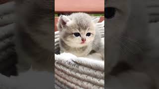 Baby kittens meowing  cute cat ❤️ shorts cat tiktok dog fun cute funny cute kitty [upl. by Mahgem]