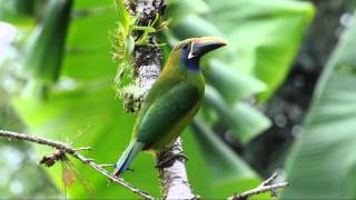 Aulacorhynchus prasinus Emerald Toucanet [upl. by Lossa]