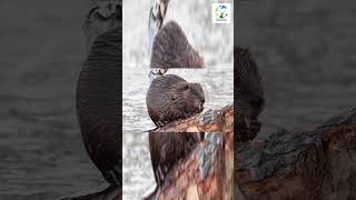 👀🦫Beaver Chewing A Log shorts wildlife nature naturesounds beavers animals wild outdoors [upl. by Jacoba]