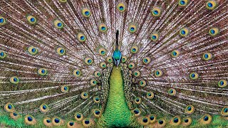 Green peafowl Pavo muticus sound call and song [upl. by Atina]