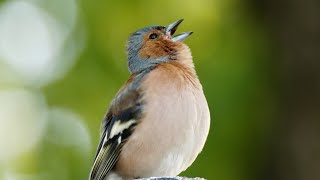 Chaffinch Singing  Buchfink Gesang  Le Chant du Pinson des Arbres  ズアオアトリの囀り  Zeba pjeva [upl. by Albie]