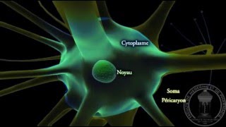 Physiologie du système nerveux  Neurone  partie 1 [upl. by Corliss804]