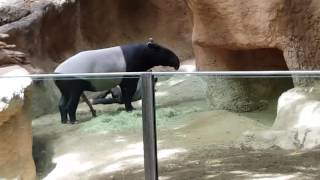 Tapir San Diego Zoo May 2016 [upl. by Gerianne95]