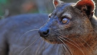 The Legendary Fossa in Madagascar [upl. by Ardnas]