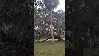 Another beautiful plantation near Beaufort SC beaufortsc plantationsouthcarolina [upl. by Pincas]