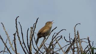 Chercan Troglodytes aedon cantando en Llico [upl. by Naujtna]