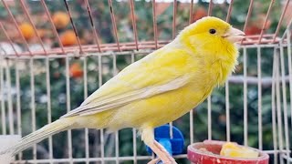 Canarys Most Powerful Song For Training  Yellow Canary Bird Singing Training [upl. by Pelaga]