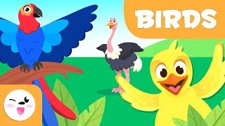 Birds for kids  Vertebrate animals  Natural Science For Kids [upl. by Janicki]