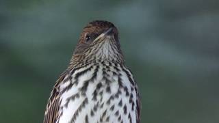 Violetbacked Starling ♀ [upl. by Caia854]