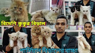 Katabon Animal Pet Market  Cat Price in Bangladesh KatabonPersian Cat In BD  Big Pet Shop BD [upl. by Lepper]