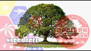 Why is it Narra Tree is one of the national symbol of the Philippines [upl. by Nnayllek]