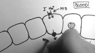 Thyroid Hormone Production [upl. by Piane]