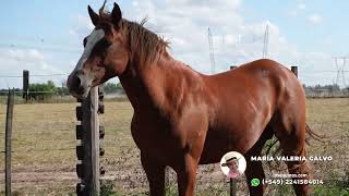 VENDIDO⭐🐴 PADRILLO ALAZAN CUARTO DE MILLA  💲550000  LOSEQUINOSCOM [upl. by Einhpets617]