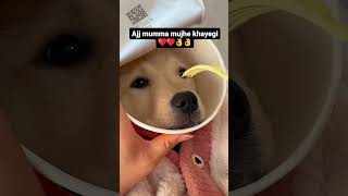 Ajj mumma mujhe khayegi ❤️❤️😊🫶🏻🐾 hsdogs doglife doglovers viral dog cute puppies song [upl. by Asilam982]