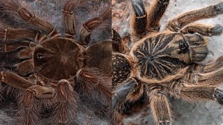 Theraphosa blondi and Harpactira pulchripes feeding [upl. by Migeon256]