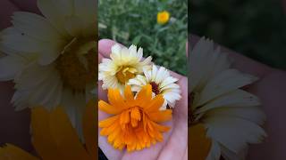 Natural Insect Repellent Calendula Flower [upl. by Heinrik]