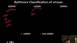 Viruses Baltimore classification [upl. by Naoh]