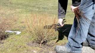 Salix purpurea pruning [upl. by Harve]