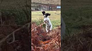 Springer Spaniel Puppy dogtraining gundogtraining cute tennisball [upl. by Assillem]