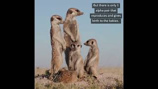 Lifeform of the Week Meerkats [upl. by Lorrayne]