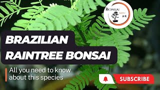 Guide to Brazilian Raintree Bonsai  The Bonsai Supply [upl. by Halsey]