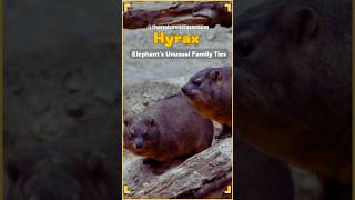 Hyrax Elephants Unusual Cousins hyrax elephant elephants animals nature [upl. by Gorton432]