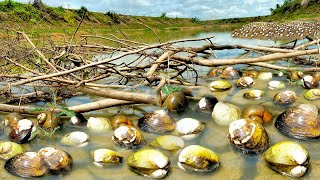 Amazing Recently I collected a lot of duck eggs and snails along the creek [upl. by Neersin]